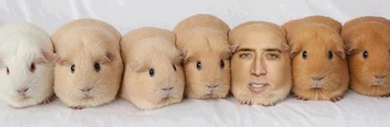 Illustration for article titled Top 5 Nick Cage Images on My Computer
